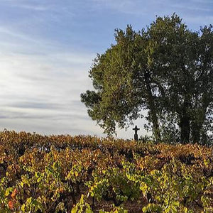 
                  
                    Pinea Côtes du Rhône Villages Blanc Clairette Grenache Blanc Bourboulenc - Domaine Lespina (VOORVERKOOP)
                  
                