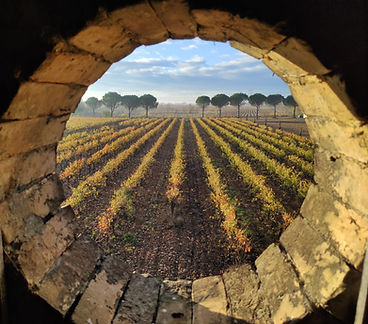 
                  
                    Pinea Côtes du Rhône Villages Blanc Clairette Grenache Blanc Bourboulenc - Domaine Lespina (VOORVERKOOP)
                  
                