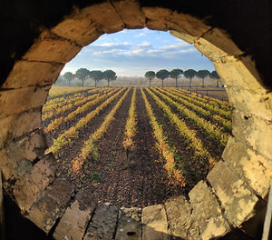 
                  
                    Pinea Côtes du Rhône Villages Blanc Clairette Grenache Blanc Bourboulenc - Domaine Lespina (VOORVERKOOP)
                  
                