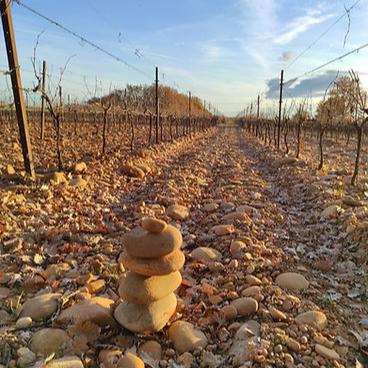 
                  
                    Pinea Côtes du Rhône Villages Blanc Clairette Grenache Blanc Bourboulenc - Domaine Lespina (VOORVERKOOP)
                  
                