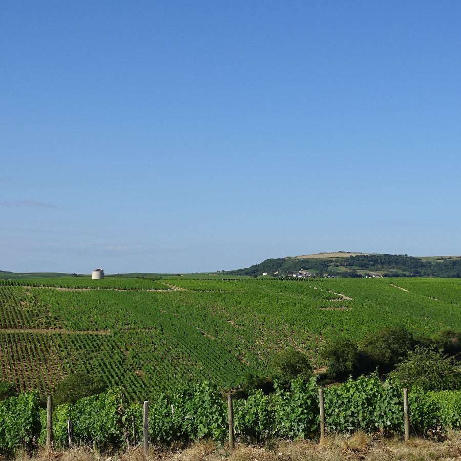 
                  
                    De wijngaarden rondom Verdigny, waar ook Hippolyte ligt.
                  
                
