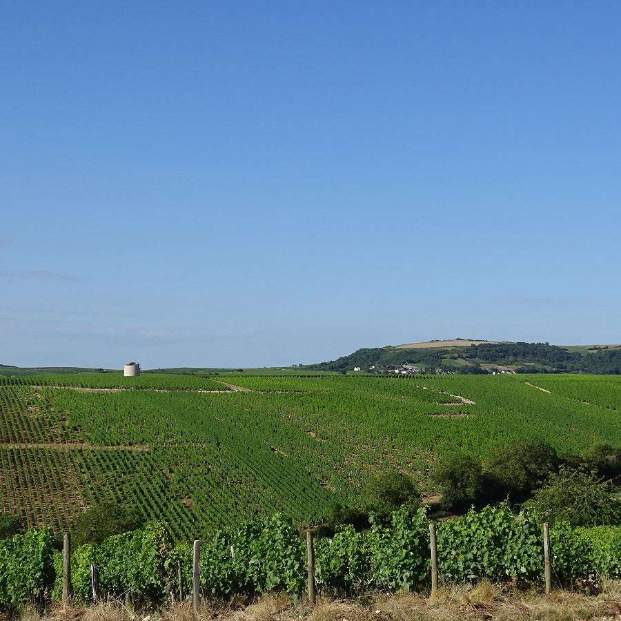 
                  
                    Sancerre 2018 Sauvignon Blanc "Cuvee Ortus" - Hippolyte Reverdy
                  
                