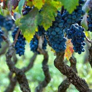 
                  
                    Cignomoro Puglia "30 Vecchie Vigne" Bianco d'Alessano 2017
                  
                